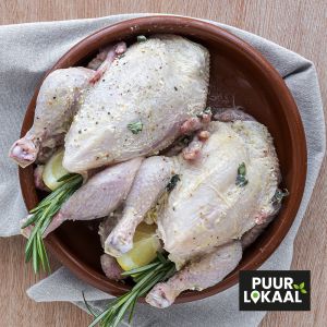 Piepkuiken - Poussin
